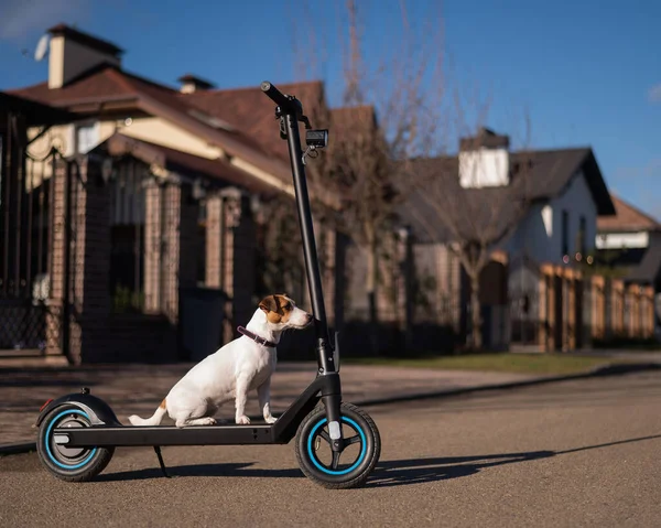 Jack Russell Terrier pies jeździ na skuterze elektrycznym w wiejskiej wiosce. — Zdjęcie stockowe