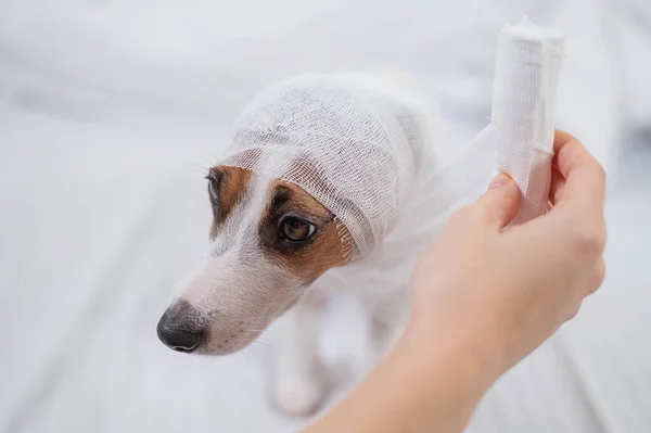 Tierarzt wickelt Hund Jack Russell Terrier einen Verband um den Kopf. — Stockfoto