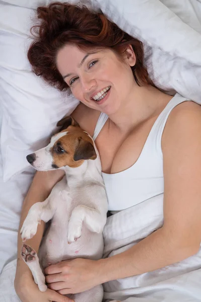 जॅक रसेल टेरियर कुत्रा बेडमध्ये मालकाच्या आलिंगनात आहे . — स्टॉक फोटो, इमेज