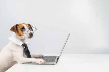 Gözlüklü ve kravatlı teriyer köpeği Jack Russell laptopta beyaz arka planda çalışır..