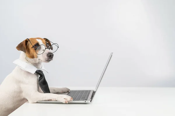 Jack russell terrier chien dans des lunettes et cravate fonctionne sur ordinateur portable sur fond blanc. — Photo