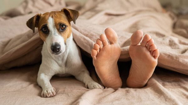 The dog lies with the owner on the bed and looks out from under the blanket. Barefoot woman and jack russell terrier in the bedroom.