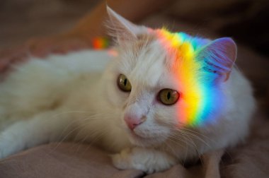 Bir kadın beyaz tüylü bir kediyi yatakta okşuyor..