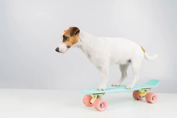 Pies na tablicy na białym tle. Jack Russell Terrier jeździ na deskorolce w studio. — Zdjęcie stockowe