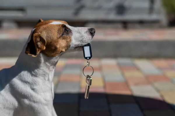 Dog Jack Russell Terrier está sentado na porta segurando as chaves da casa. — Fotografia de Stock