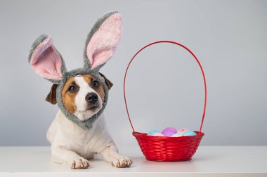 Beyaz arka planda boyalı paskalya yumurtaları olan bir sepetin yanındaki tavşan çemberindeki sevimli Jack Russell Terrier köpeği..