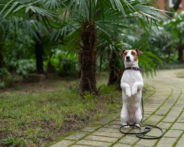 Собака Джека Рассела Терьера сидит одна в парке под пальмой. — стоковое фото