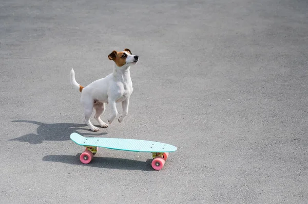 Anjing itu menaiki papan sen di luar ruangan. Jack Russell terrier melakukan trik pada skateboard — Stok Foto