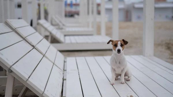 Jack Russell Terrier cão encontra-se em uma cadeira de madeira na praia. — Fotografia de Stock