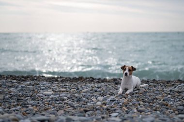 Jack Russell Terrier deniz kenarındaki çakıl taşı plajında bir köpek.. 