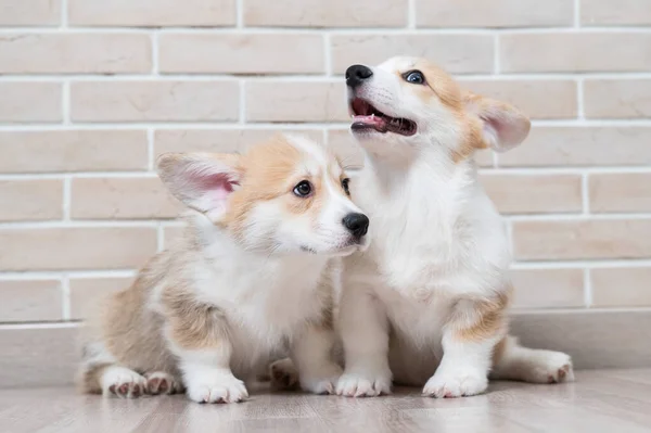 Twee schattige rode pembroke corgi puppies zitten in de buurt van een bakstenen muur. — Stockfoto