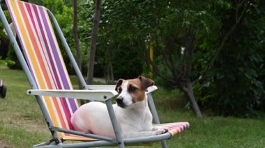 Jack Russell Terrier köpeği bir dinlenme odasında dinleniyor. Yaz tatili kavramı.