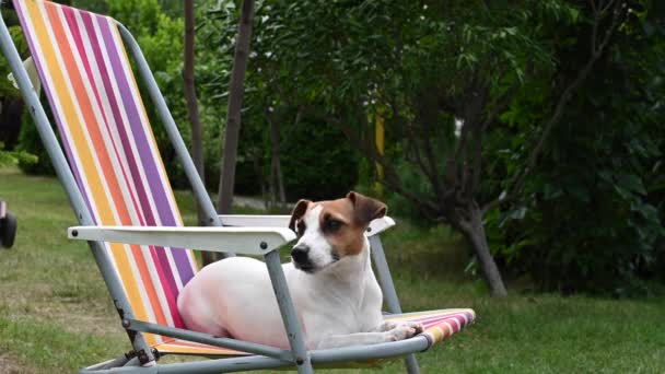 Jack Russell Terrier Dog spoczywa na leżaku. Koncepcja wakacji letnich. — Wideo stockowe