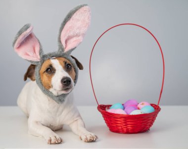 Beyaz arka planda boyalı paskalya yumurtaları olan bir sepetin yanındaki tavşan çemberindeki sevimli Jack Russell Terrier köpeği..