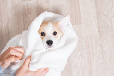 Kadın kırmızı Corgi köpeğini battaniyeye sarmış.. 