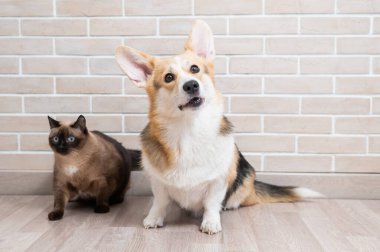 Tuğla duvarın arkasında Corgi ve Tayland kedisi.