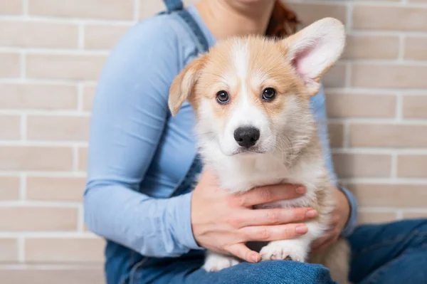 The owner is hugging a red pembroke corgi puppy. — 图库照片