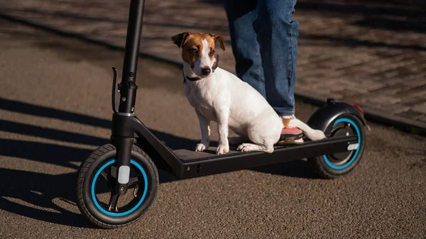 Köy evinde bir kadın elektrikli scooter kullanıyor. Yanında da köpeği Jack Russell Terrier var.. — Stok fotoğraf