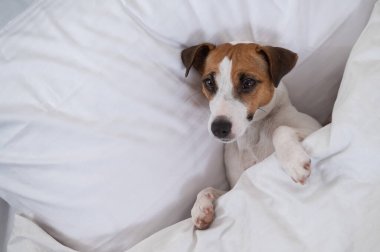 Jack Russell Terrier köpeği yorganın altında yatıyor. Hayvan yatak odasında uyuyor..