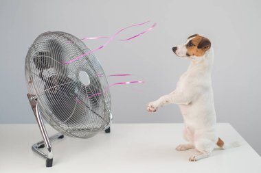 Jack Russell Terrier köpeği beyaz arka planda elektrikli vantilatörün serinletici esintisinin tadını çıkarıyor..