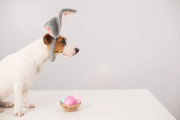 Câine amuzant Jack Russell Terrier într-un costum de iepure cu un coș de ouă pictate pe un fundal alb. Simbolul Paștelui catolic — Fotografie, imagine de stoc