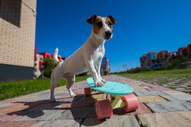 Jack Russell Terrier köpeği sıcak bir yaz gününde açık havada kaykaya biner..