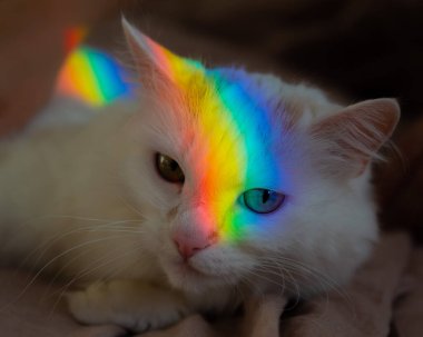 Bir kadın beyaz tüylü bir kediyi yatakta okşuyor..