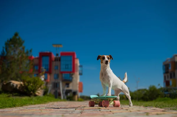 Jack russell terrier cane cavalca un penny board all'aperto. — Foto Stock