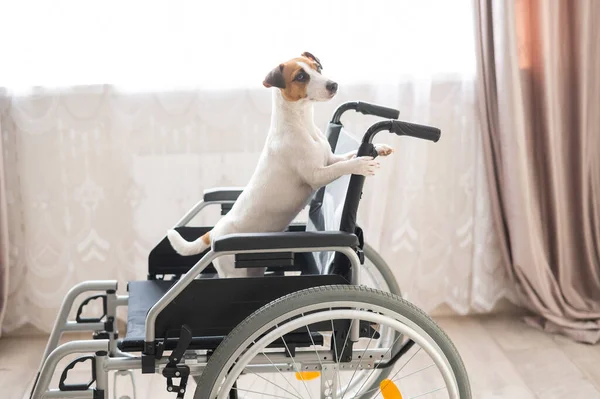 Jack Russell Terrier hond zit in een rolstoel. Een toegewijde vriend wacht op de eigenaar.. — Stockfoto