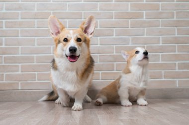 Tuğla duvarın arka planında pembroke corgi anne ve yavru köpek. Köpek ailesi..
