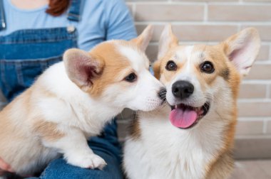 Sahibi pembroke corgi bir anne ve bir köpek yavrusunu tuğla bir duvarın arkasında tutuyor. Köpek ailesi..