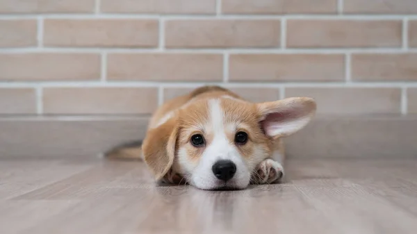 Bonito cachorro pembroke corgi com orelhas engraçadas encontra-se no fundo de uma parede de tijolo. — Fotografia de Stock
