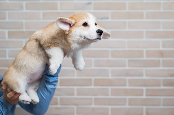 Een vrouw houdt een welsh corgi puppy tegen een bakstenen muur. — Stockfoto