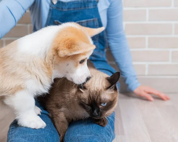 Kobieta trzyma tajskiego kota i walijskiego szczeniaka Corgi. — Zdjęcie stockowe