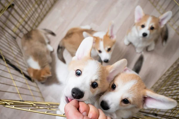 Grappige welsh corgi honden reiken naar de mannelijke hand uit de volière. — Stockfoto