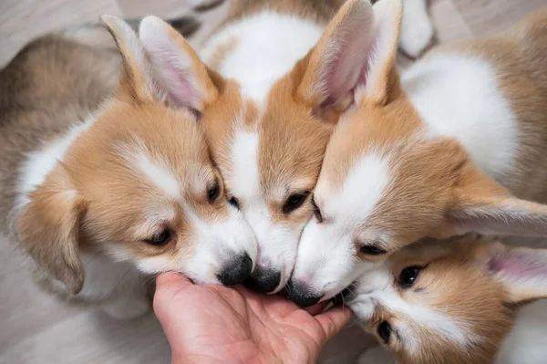 Śmieszne walijskie corgi dogi sięgają po męską dłoń. — Zdjęcie stockowe