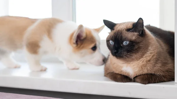 Zabawny szczeniak Corgi wącha tajskiego kota na parapecie. — Zdjęcie stockowe