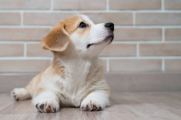 Słodki walijski szczeniak corgi leży na podłodze. — Zdjęcie stockowe