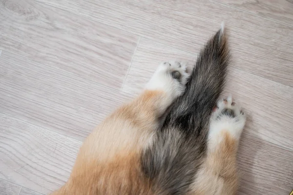 Top view of the butt and legs of a welsh corgi puppy. — Stockfoto