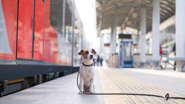 Jack Russell Terrier köpeği tren istasyonunda tek başına oturuyor..