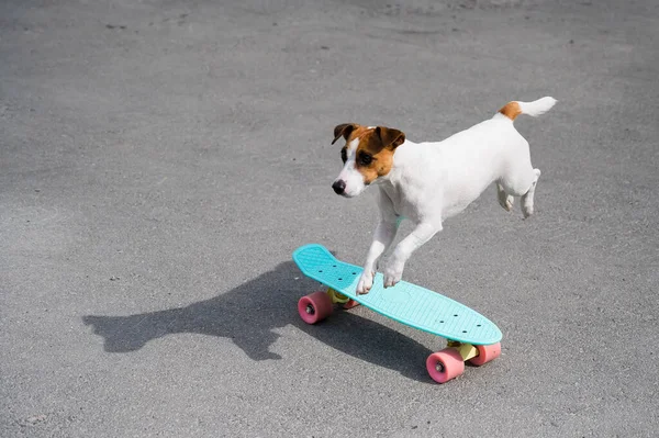 Der Hund reitet auf einem Penny Board im Freien. Jack Russell Terrier zeigt Tricks auf einem Skateboard — Stockfoto