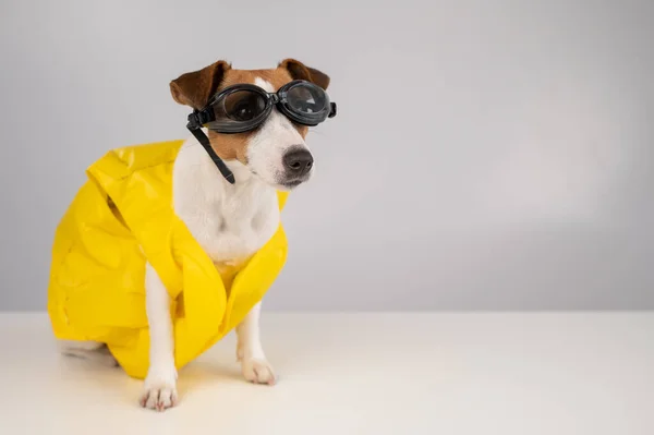 Portrait of jack russell terrier dog in life jacket and goggles for snorkeling on white background. — Stock Photo, Image