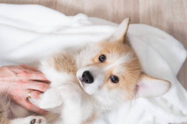 Kadın kırmızı Corgi köpeğini battaniyeye sarmış.. 