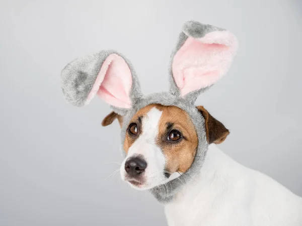 Portrait of a cute dog jack russell terrier in a bunny headband on a white background. — Stock Photo, Image