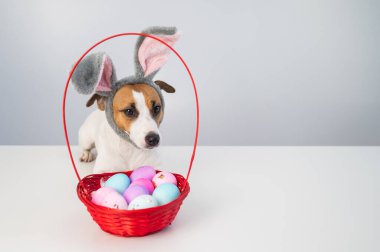 Beyaz arka planda boyalı paskalya yumurtaları olan bir sepetin yanındaki tavşan çemberindeki sevimli Jack Russell Terrier köpeği..