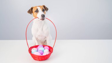 Jack Russell Terrier köpeği beyaz arka planda paskalya için renkli yumurtalarla dolu kırmızı bir sepet tutuyor.