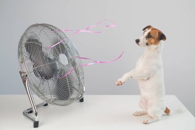 Jack Russell Terrier köpeği beyaz arka planda elektrikli vantilatörün serinletici esintisinin tadını çıkarıyor..