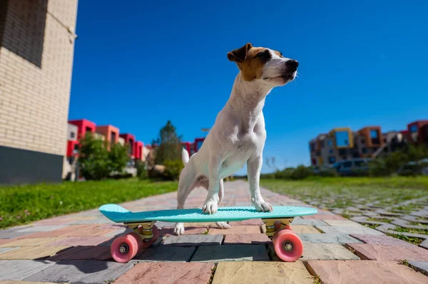 Jack Russell terrier cão monta um skate ao ar livre em um dia quente de verão. — Fotografia de Stock