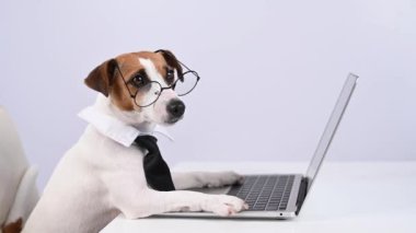 Gözlüklü ve kravatlı teriyer köpeği Jack Russell laptopta beyaz arka planda çalışır..