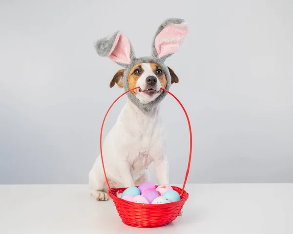 Cute Jack Russell terrier pies w obręczy króliczka obok trzyma kosz z malowane pisanki na białym tle. — Zdjęcie stockowe